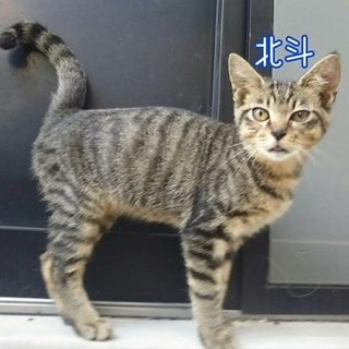 人懐っこくてとても飼いやすい子です