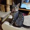 人懐っこくてとても飼いやすい子です サムネイル2