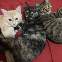 ベル、スズ、リン