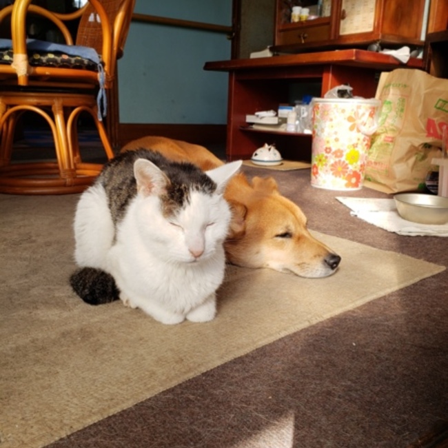 猫正宗のカバー写真