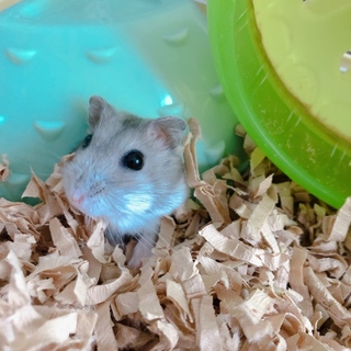 ハムスターの里親様を募集します！