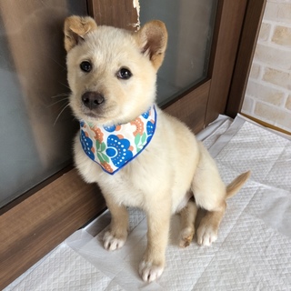 里親決定しました。