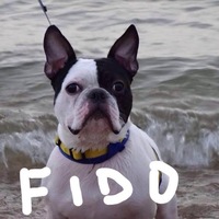 Fido (フィード)