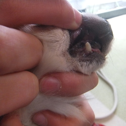 犬歯がポロリと抜けましたΣ(ﾟДﾟ)