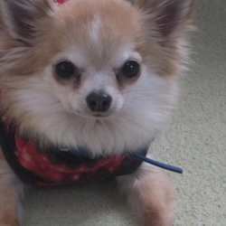 「犬歯がポロリと抜けましたΣ(ﾟДﾟ)」サムネイル2