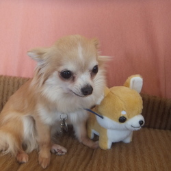 「犬歯がポロリと抜けましたΣ(ﾟДﾟ)」サムネイル3