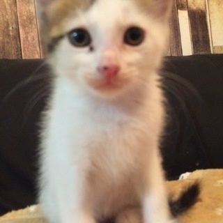 里親さん募集  お茶目なメス猫ちゃんです。