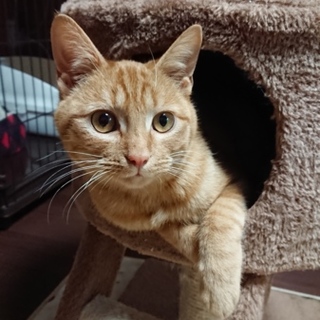 人慣れ抜群の茶トラ◇だいちゃん◇