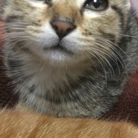 マナ