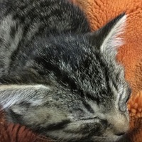 ナナ