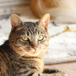 僕の家族になってくれない？　byジロー