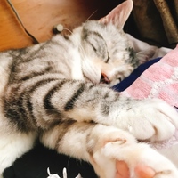 ぷりん