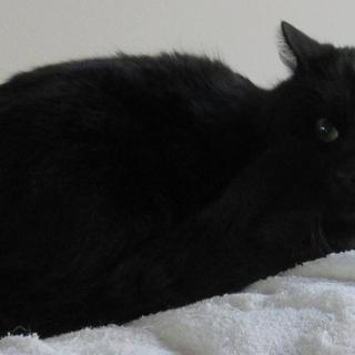 あまえんぼ黒にゃん