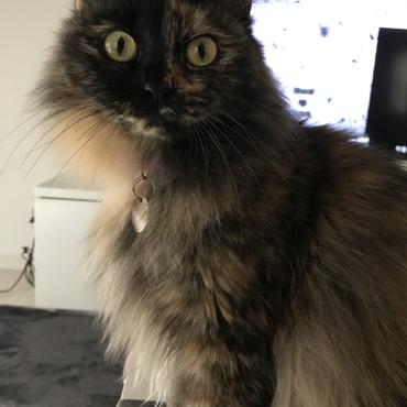 モカの写真