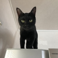 ういろう
