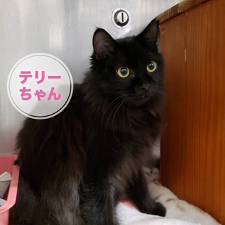 イコイコ大好き♪ パッチリおめめの長毛テリーちゃん