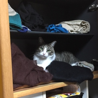里親募集中 