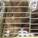 優しい里親さんが見つかりました！
