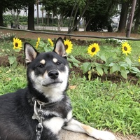 ころ助