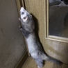 タッチができる桜