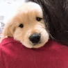 ココアらぶ