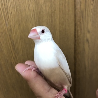 クリーム文鳥 2匹まとめて オス2
