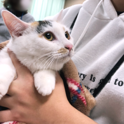 ▼猫の譲渡会▼名古屋市守山区 サムネイル1