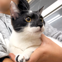 ▼猫の譲渡会▼名古屋市守山区 サムネイル2