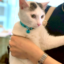 ▼猫の譲渡会▼名古屋市守山区 サムネイル3