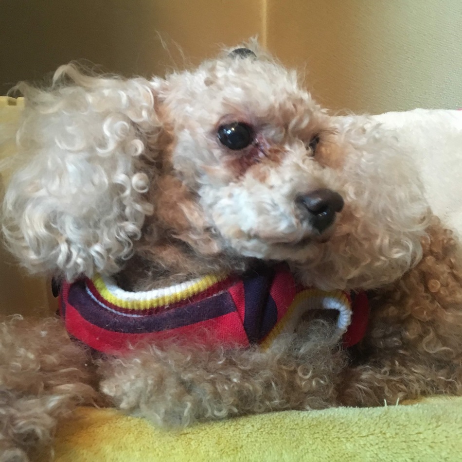 ナナのカバー写真