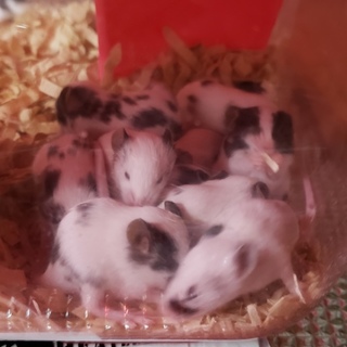 ファンシーマウス里親募集