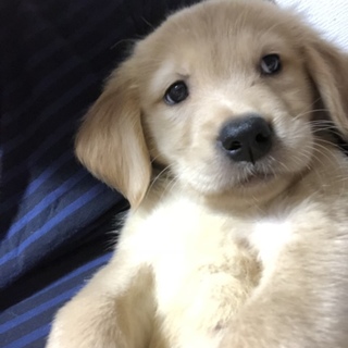 転勤で連れて行けません。