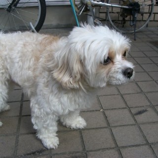 長期入院の為、２歳♂ 里親至急募集～