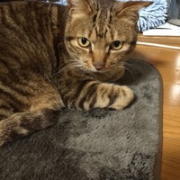 ゴンゾー