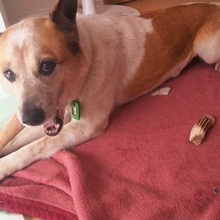 とってもお利口★雑種９歳の女の子