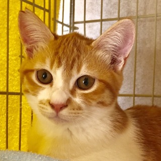 ちょっとビビリの優しい茶白君　ハッピー君