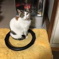 梅
