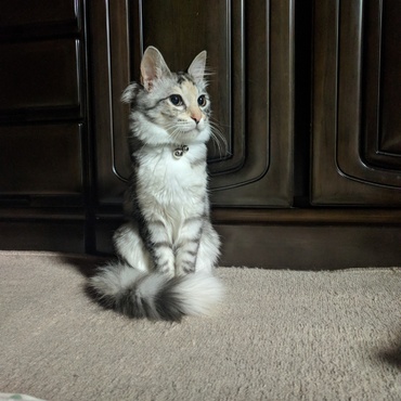 ふさふさシッポⅡ