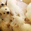 シロクマの赤ちゃんみたいなmix犬兄弟