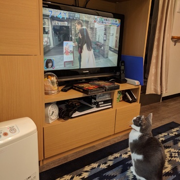 テレビ鑑賞中