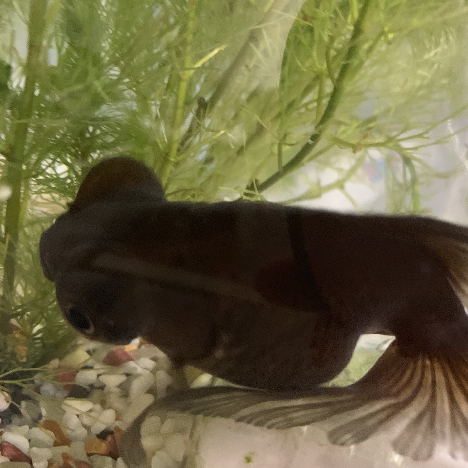 でめきんのカバー写真