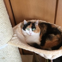 鶴
