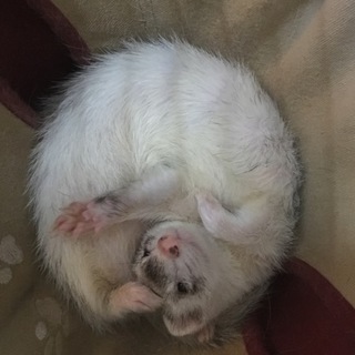 フェレット女の子大至急里親募集