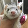 フェレット女の子大至急里親募集 サムネイル2