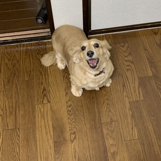 ダックスの女の子の里親さんを募集します。