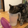3ニャン