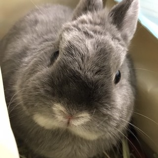 ネザーランドドワーフ オス  １歳 血統書付き