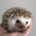 ハリネズミ  シナモン  1歳