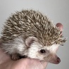 ハリネズミ  シナモン  1歳 サムネイル2