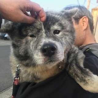 穏やかでチャーミーな秋田犬　牡丹ちゃん